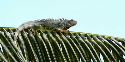 Green iguana on a palm tree leaf