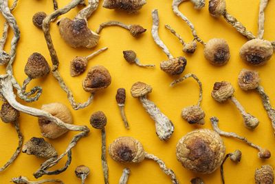 Magic mushrooms