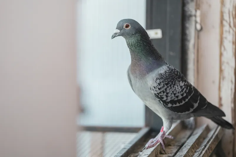 beautiful racing pigeon on a windowsill