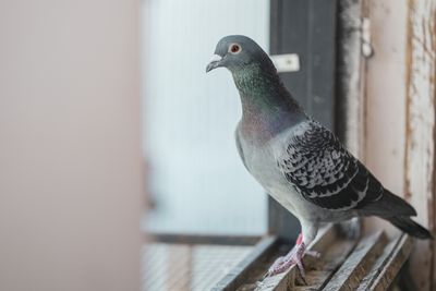 beautiful racing pigeon on a windowsill