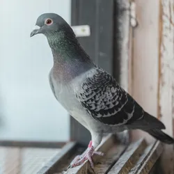 beautiful racing pigeon on a windowsill