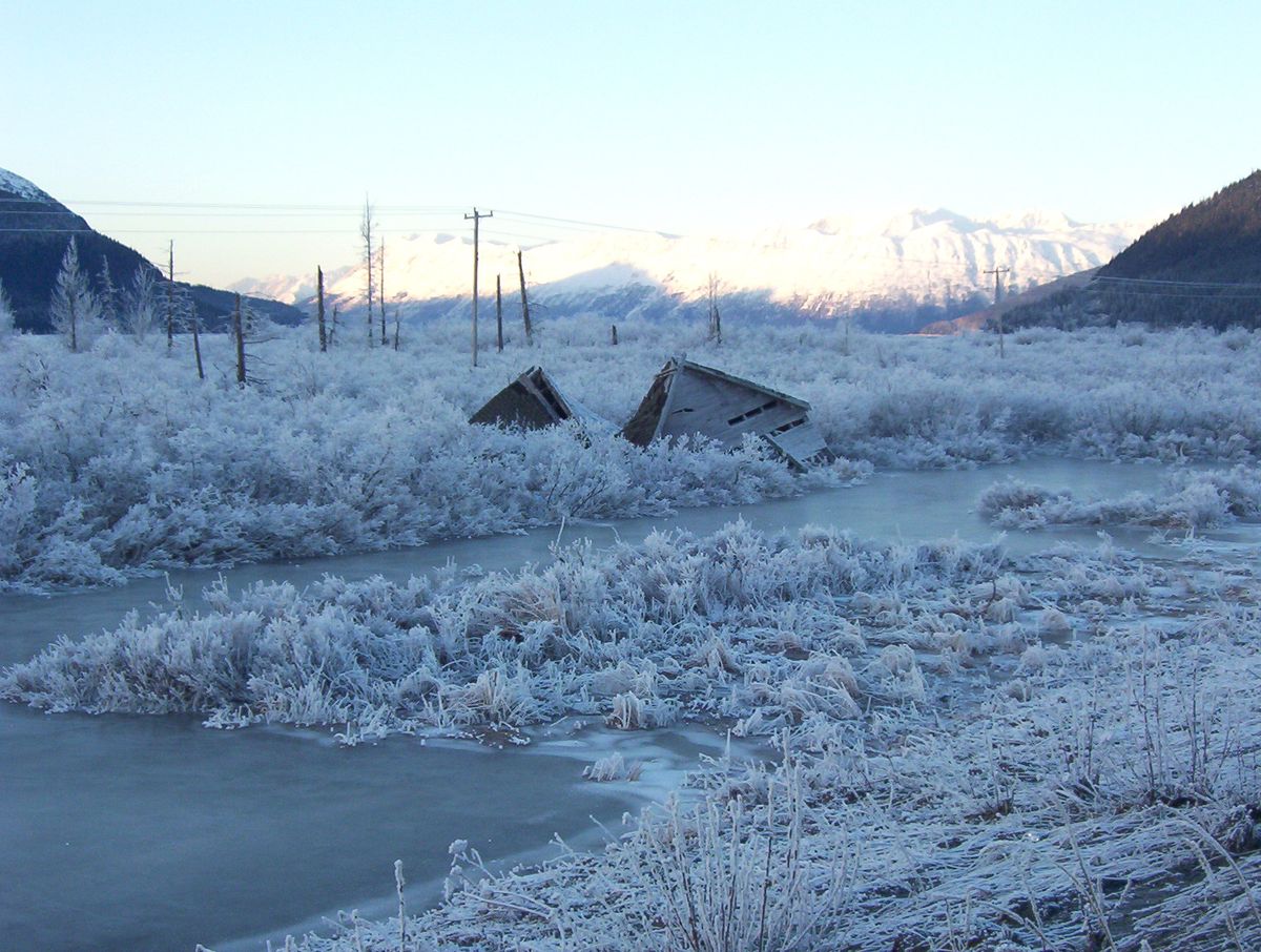 In 1964, Alaska's "Ghost Forest" Was Born From The Worst Earthquake In US History