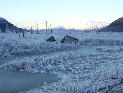 Ghost forest in winter, at the former site of Portage, Alaska, which was destroyed by the 1964 Alaska earthquake.