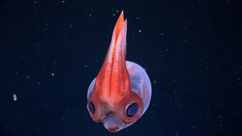 Adorable glass squid with a red body and huge eyes looks at the camera.