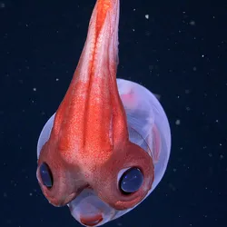 Adorable glass squid with a red body and huge eyes looks at the camera.