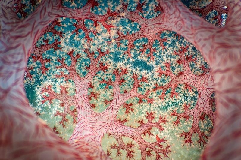 A stunning photograph of a pink cauliflower coral looking up at the blue sea. The branches of the coral look like trees and the blue looks like the sky full of stars.