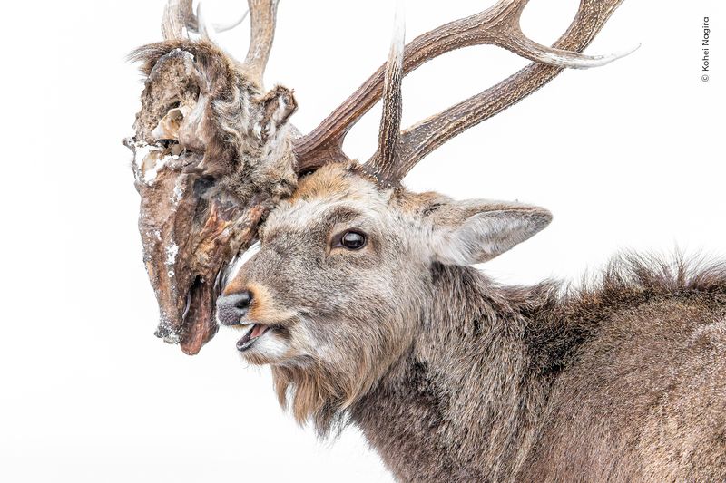 A deer with the skull of a foe entangled in its horn, snowy white background.