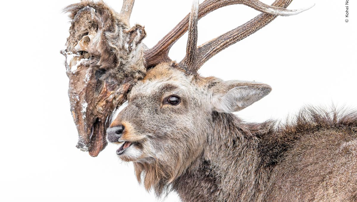 写真・グラフィック Male Deer Portrait - A4 Photo Beautiful Shortlisted Images From Wildlife Photographer Of The