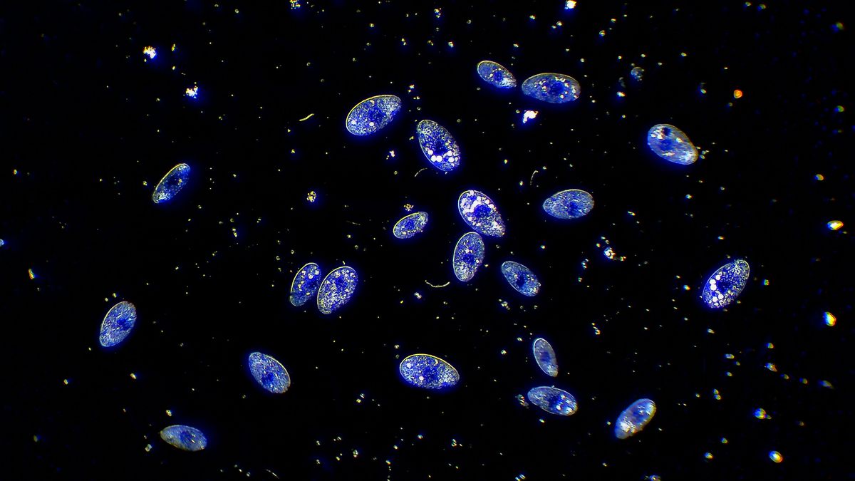 Genetic Hints Reveal The Roots Of The Tree Of Life Before The Last Universal Common Ancestor