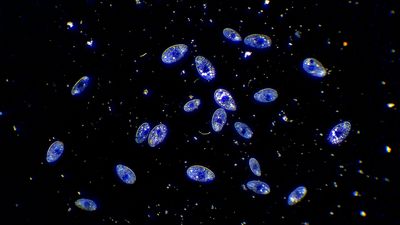blue ciliated single-celled organisms floating in dark water