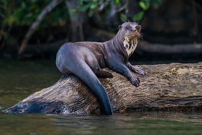 A giant river otter with a long tail and white chest sits on a log above the water