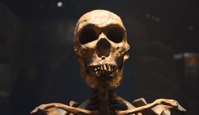 Neanderthal skeleton
