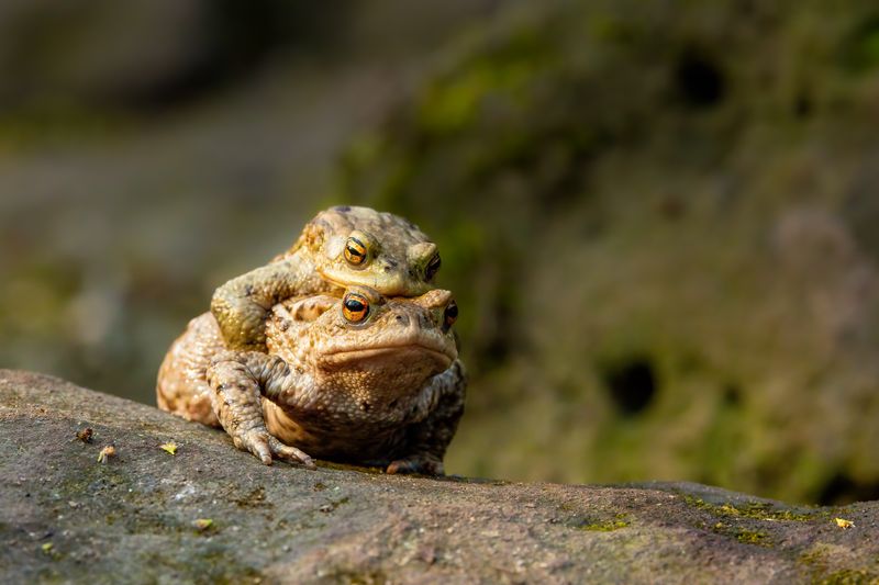 Female carrying a male toad during toad migration at a sunny day in spring.