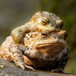 Female carrying a male toad during toad migration at a sunny day in spring.