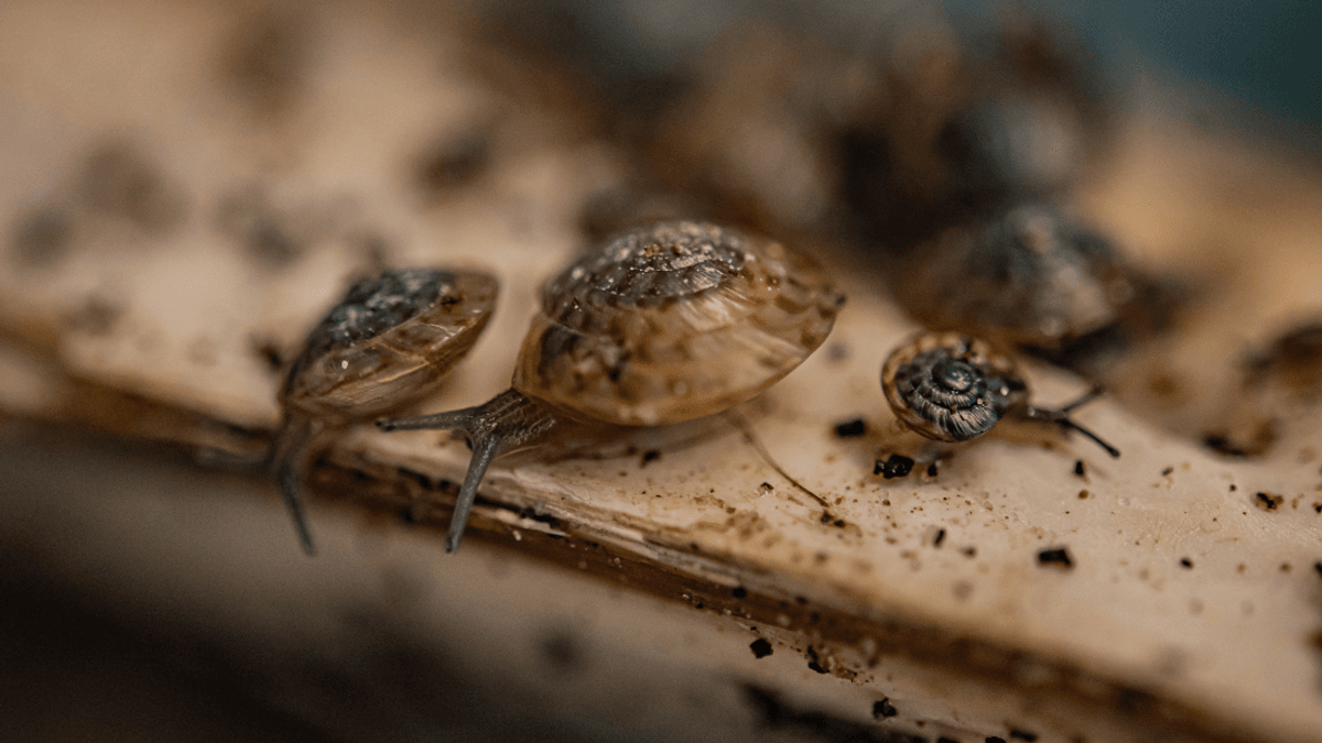 “We Can Prevent Extinction”: Snail Officially Saved From Extinction, Proving Reversing Biodiversity Loss Is Possible