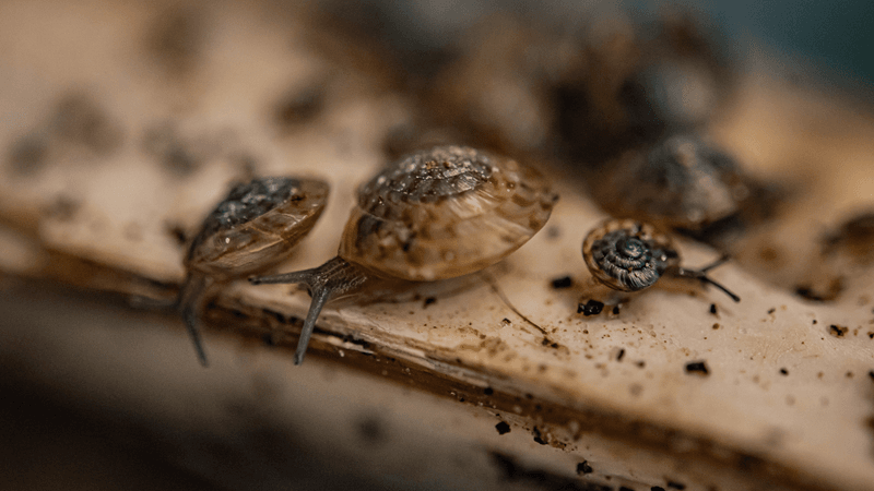 bermuda snails in the field