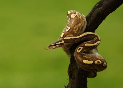 A ball python, brown with snazzy yellow splodges, wrapped around a branch