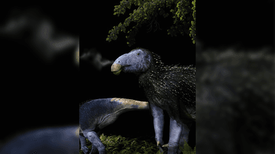 Artist's reconstruction of Haolong dongi, a Cretaceous dinosaur that had spines for protection.