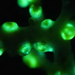 close up of bioluminescent green coral