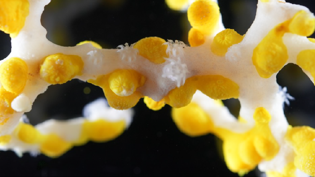 sarı ve beyaz mercanlara yakın çekim sarı ve beyaz mercanlara yakın çekim