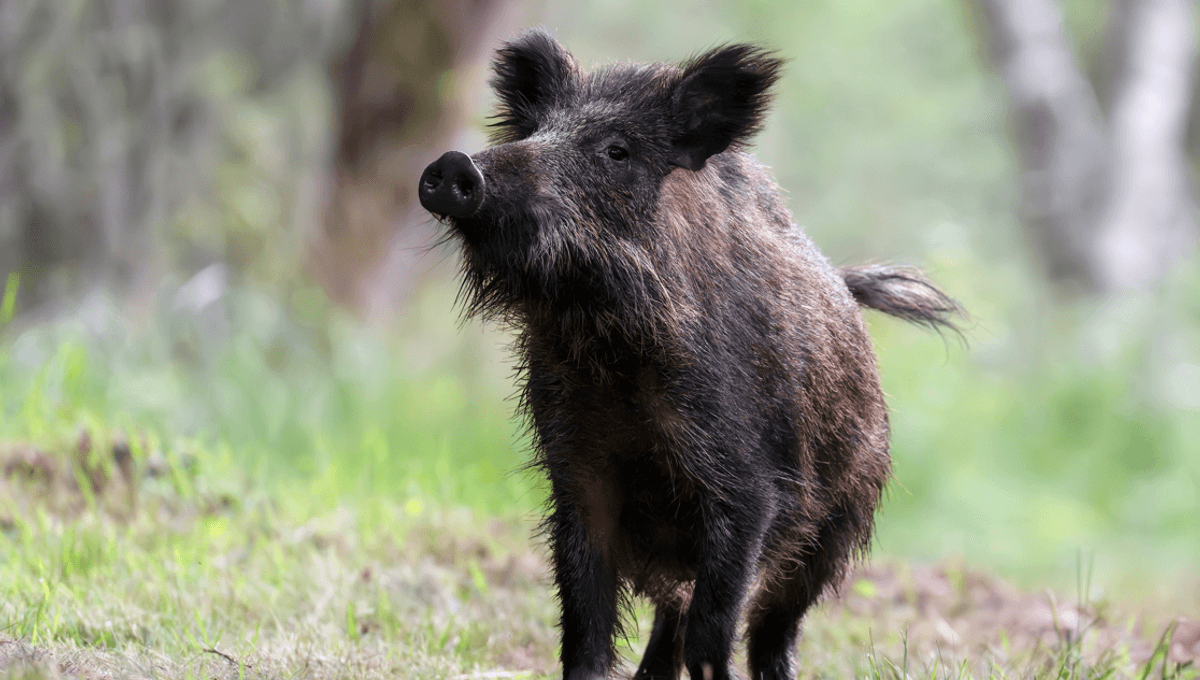 The Biology of the Hybrid Surge