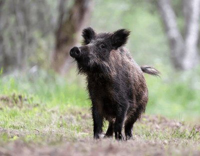 Wild boar, hairy pig, in a wood forest area.