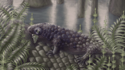 A reconstruction of Tyrannoroter heberti, eating a fern. Illustration by Hannah Fredd