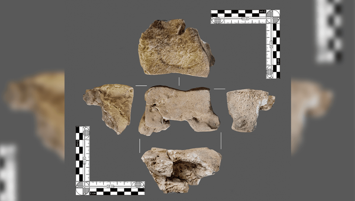 Ancient Bone May Be First Direct Evidence Of Hannibal's Use Of War ...