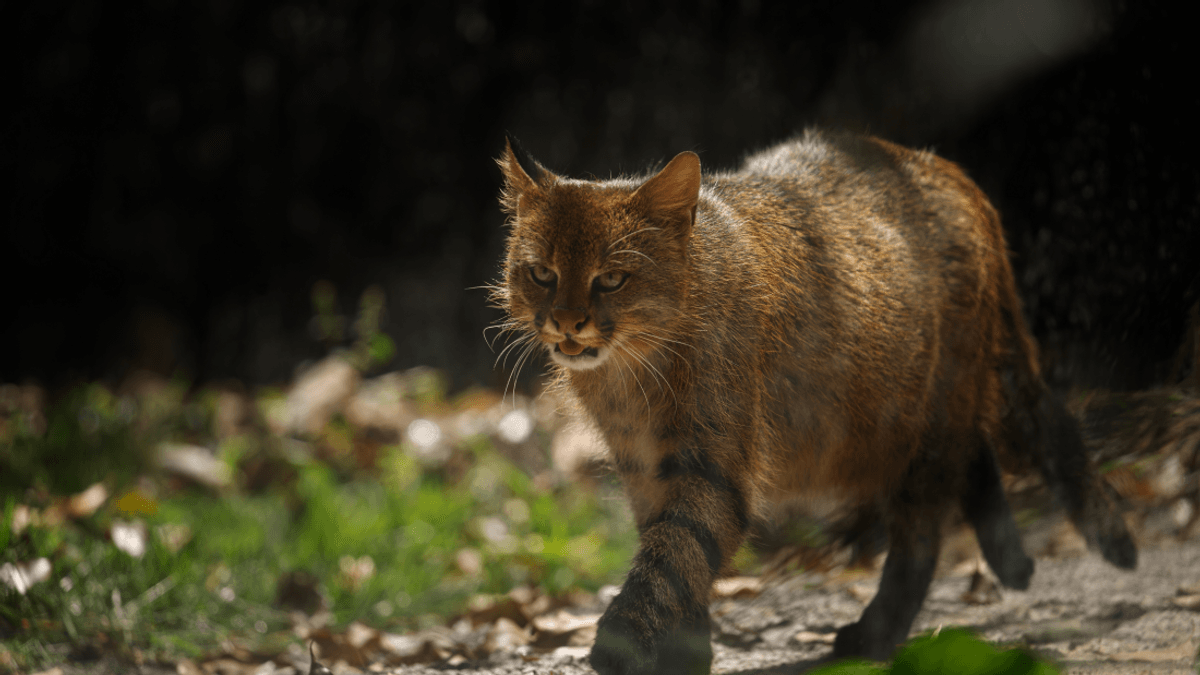 Meet The Pampas Cat, Or Colocolo: Fluffy, Fierce, And Full Of Attitude