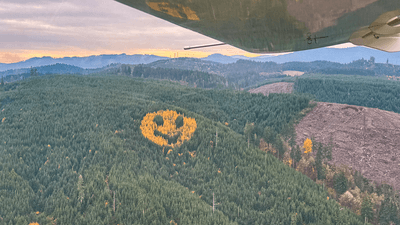 A smiling face emoji, made of yellowing trees in a forest of evergreen.