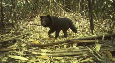 Asiatic black bear walks through the undergrowth captured on a camera trap