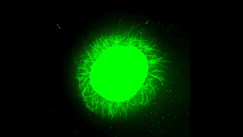 Fluorescent micrographs showing increased neurite outgrowth from a human spinal cord organoid treated with fast-moving “dancing molecules."
