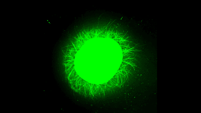 Fluorescent micrographs showing increased neurite outgrowth from a human spinal cord organoid treated with fast-moving “dancing molecules."