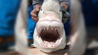 The photo shows the open mouth of the juvenile white shark on the deck of the boat that captured it. There photos shows a pair of hands holding its head up so that its jaws are exposed.