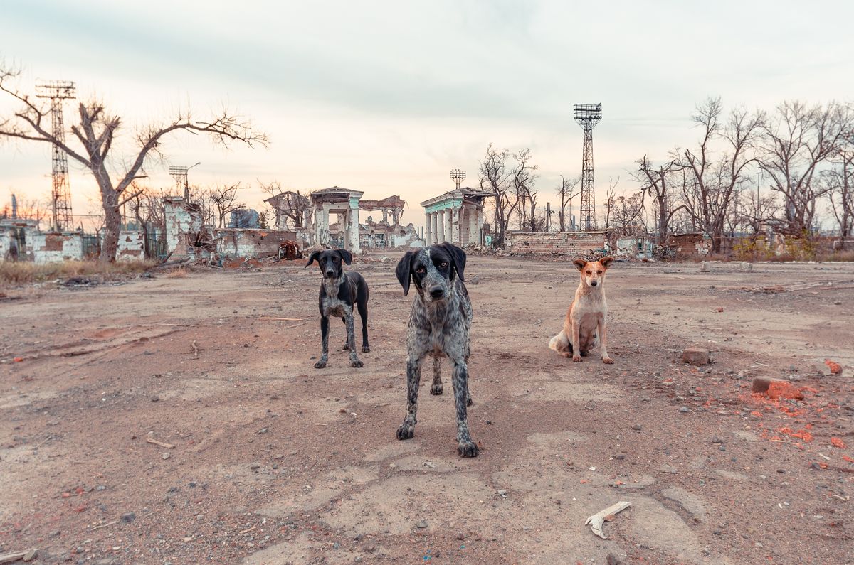 The Natural Selection Of Stray Dogs Is Being Impacted By The War In Ukraine