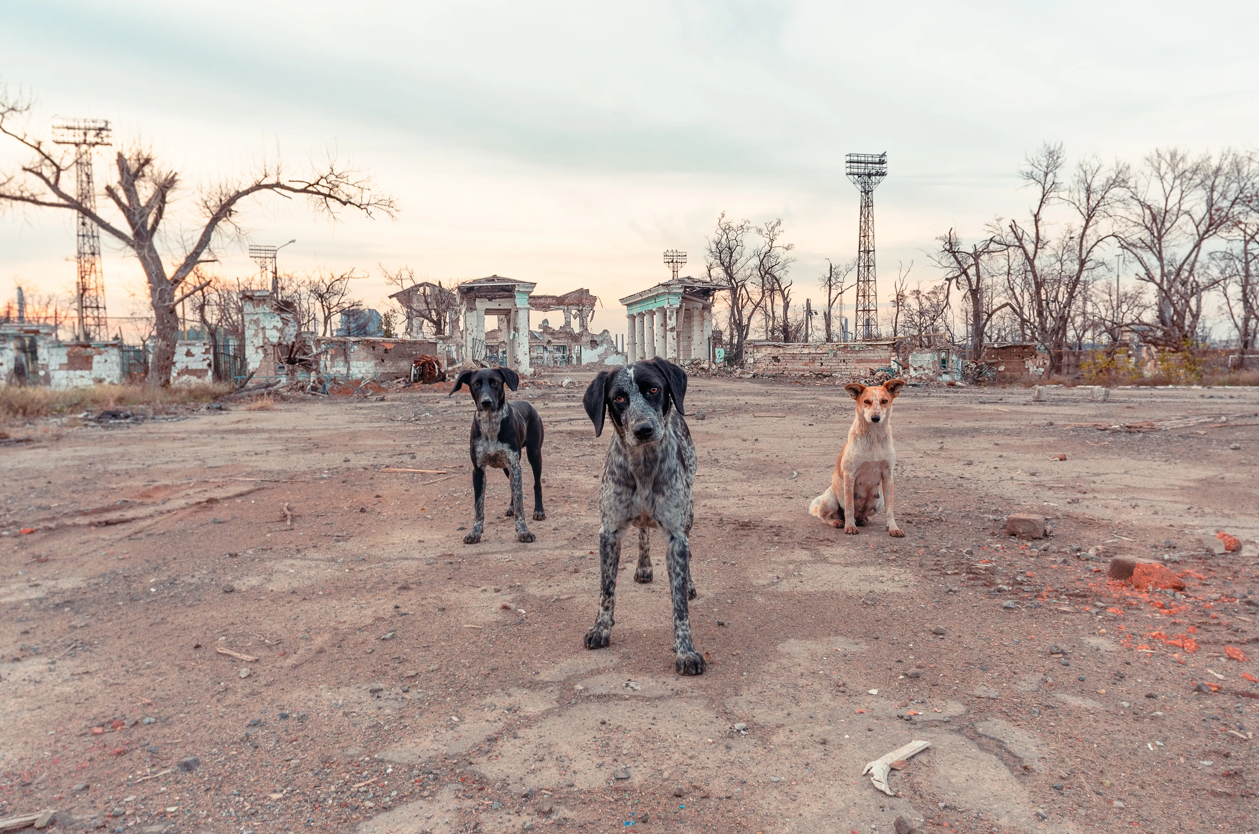 Stray Dogs On The Frontlines Of The Russo-Ukrainian Conflict Are