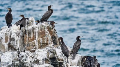 A group of guanay cormorants sits on guano-covered rocks by the sea in Paracas National Park, Peru.