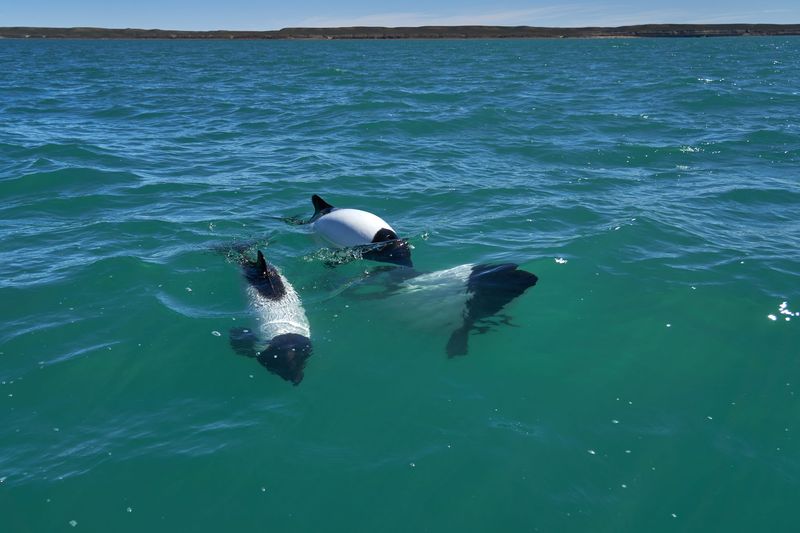 Three black and white Commerson’s dolphins swim in the waves