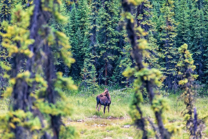 A moose in green trees, part of a Boreal forests 
