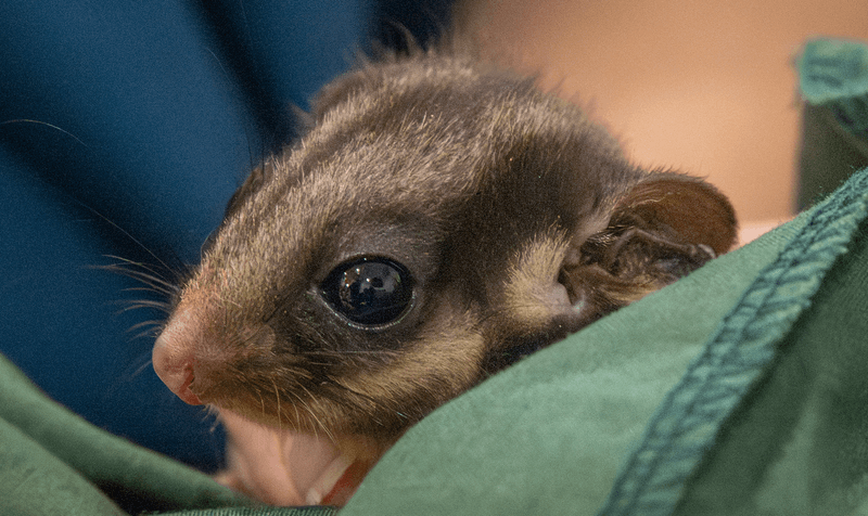 The expression you get when the survival of your species is on your tiny shoulders, but at least you're getting good snacks