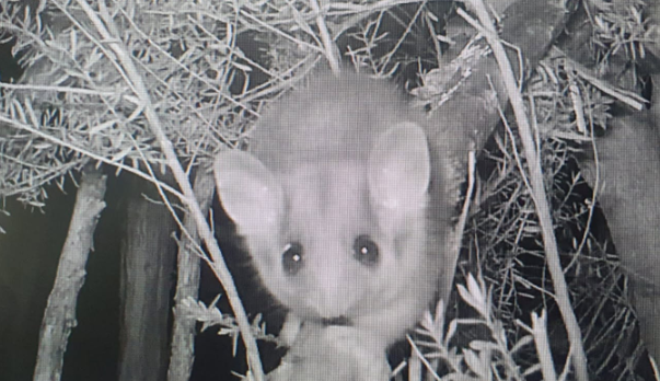 A Leadbeater's joey proving that however cute the adults are, the young can always be more adorable A Leadbeater's joey proving that however cute the adults are, the young can always be more adorable