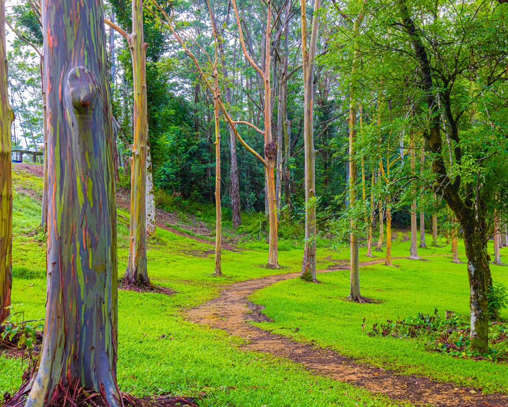 レインボー・ユーカリの森