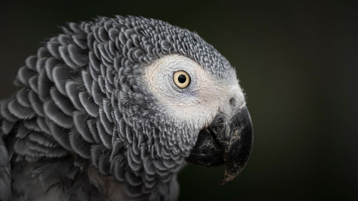 Einstein, The Beloved African Grey Parrot With Over 200 Words In Her Vocabulary, Dies Aged 38