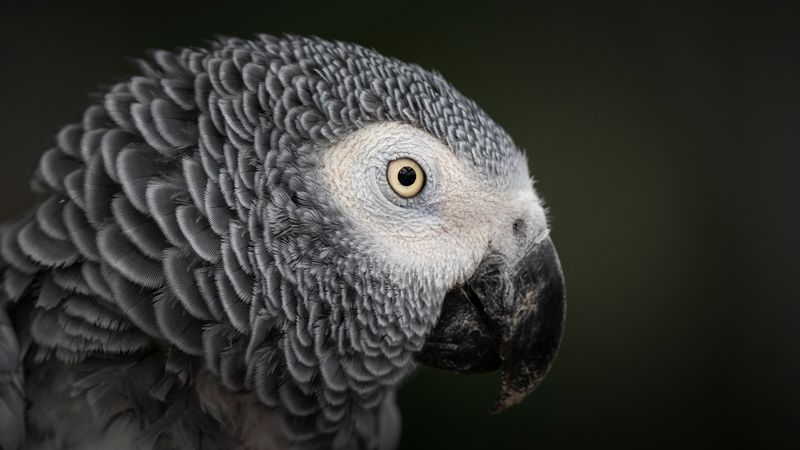 close up side profile of a grey parrot