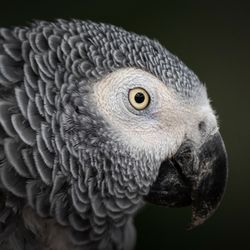 close up side profile of a grey parrot