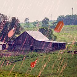 A photo showing a small farm house and barn situated in some fields. The photo has red streaks of rain falling across it with some large chunks of meat added to the downpour.