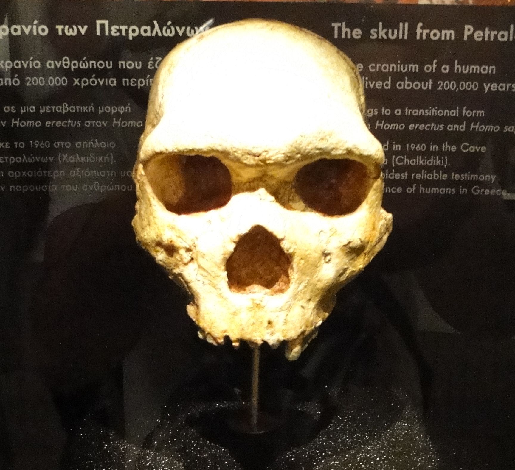 The skull of Petralona on display at the Archaeological Museum of Thessaloniki in Greece.