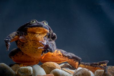 Romeo, the Sehuencas water frog.