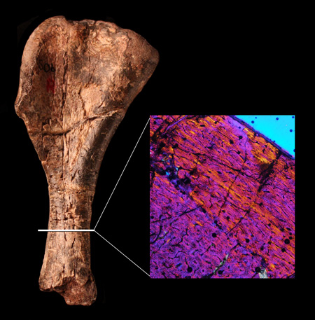 Nyasasaurus humerus next to histology sample