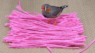 A proud finch standing on a nest constructed of pink string.